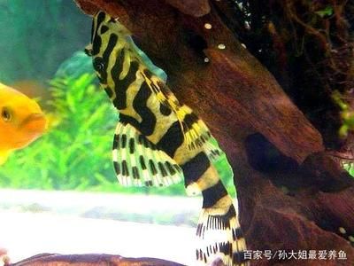 龍魚(yú)好養(yǎng)活嗎為什么， 龍魚(yú)百科 第4張