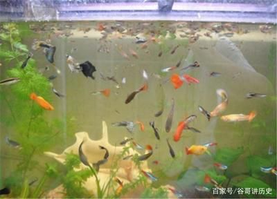 龍魚(yú)好養(yǎng)活嗎為什么， 龍魚(yú)百科 第2張