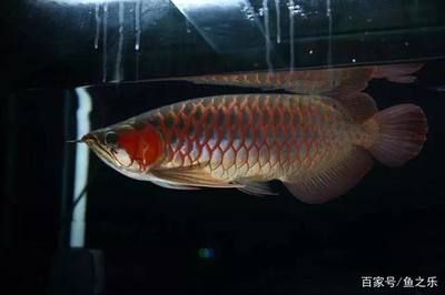 紅龍魚又叫什么魚，紅龍魚的別稱dragonfish，紅龍魚的別稱是骨舌魚