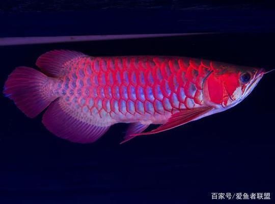 龍魚好丑，龍魚品種鑒賞指南，如何訓(xùn)練龍魚互動，龍魚市場價格趨勢