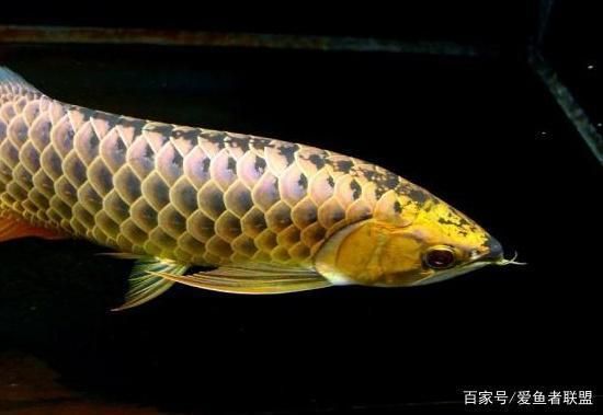 龍魚好丑，龍魚品種鑒賞指南，如何訓(xùn)練龍魚互動，龍魚市場價格趨勢 龍魚百科 第3張