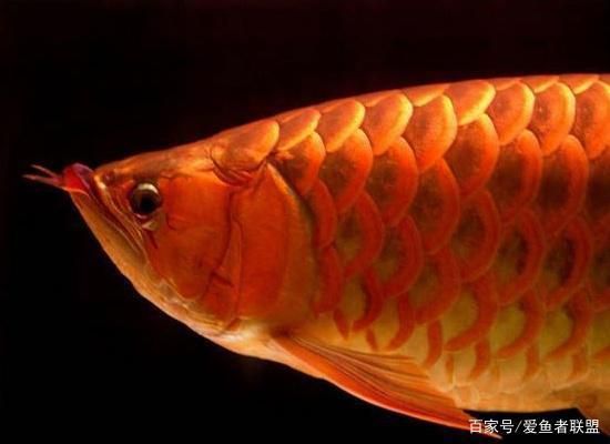 龍魚好丑，龍魚品種鑒賞指南，如何訓(xùn)練龍魚互動，龍魚市場價格趨勢 龍魚百科 第2張