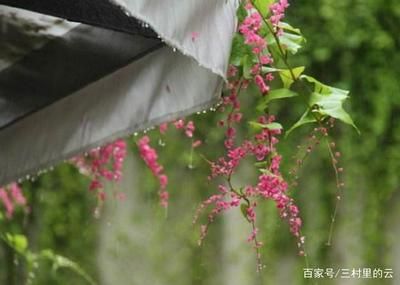 赤荔鳳冠魚(yú)的繁殖技巧，赤荔鳳冠魚(yú)的繁殖技巧是養(yǎng)殖者關(guān)注的重點(diǎn)，赤荔鳳冠魚(yú)的繁殖技巧