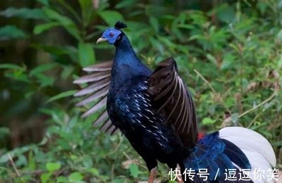 赤荔鳳冠魚的繁殖技巧，赤荔鳳冠魚的繁殖技巧是養(yǎng)殖者關(guān)注的重點(diǎn)，赤荔鳳冠魚的繁殖技巧 龍魚百科 第4張