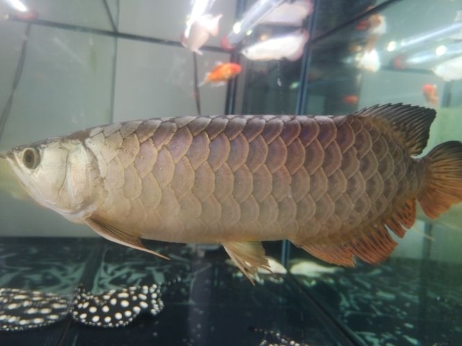 紅老虎魚飼料選擇技巧，紅老虎魚飼料營養(yǎng)搭配指南