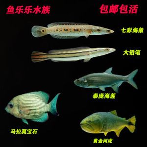 馬拉莫寶石魚最佳飼料品牌，馬拉莫寶石魚最佳飼料品牌介紹 龍魚百科 第3張