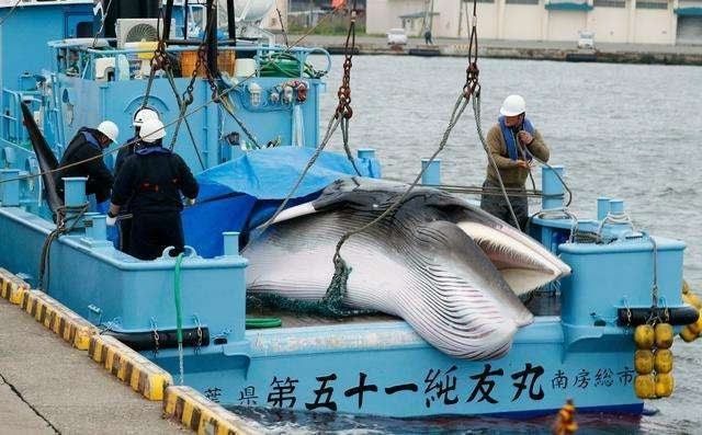 鯨魚(yú)保護(hù)措施有哪些，海洋生態(tài)系統(tǒng)中的關(guān)鍵物種，鯨魚(yú)保護(hù)法規(guī)的具體內(nèi)容 龍魚(yú)百科 第1張