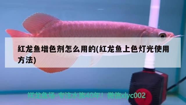 紅龍魚增色劑，關(guān)于紅龍魚增色劑使用的一些建議