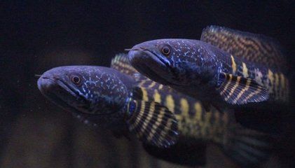 雷龍魚捕食撞缸花紋變色，雷龍魚體色變化的科學(xué)原理 龍魚百科 第1張