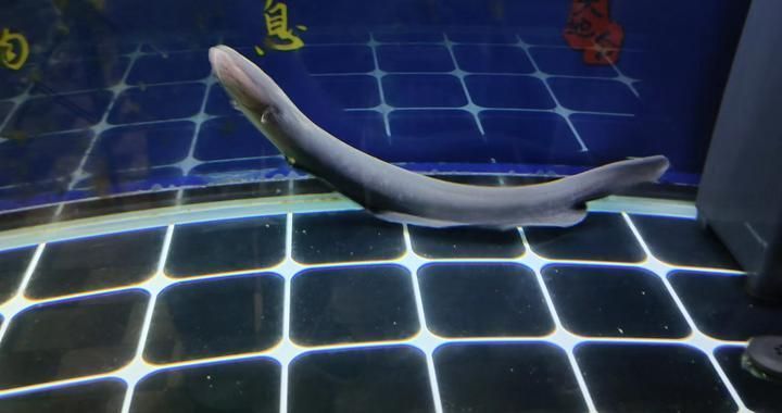 寧波市北侖區(qū)新碶濤濤水族館，寧波市北侖區(qū)新碶濤濤水族館是一個(gè)集教育、娛樂和科普于一體的綜合性水族館