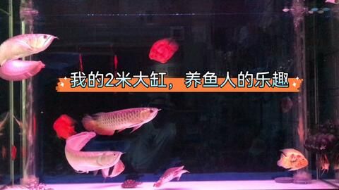 紅龍魚換水操作指南，紅龍魚換水前后注意事項紅龍魚換水前后注意事項 龍魚百科 第5張