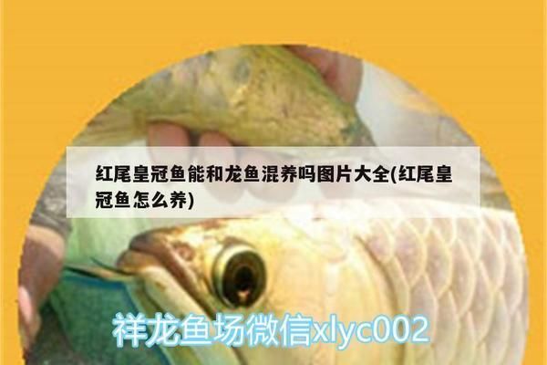 紅尾皇冠可以和龍魚混養(yǎng)嗎，紅尾皇冠魚和龍魚可以混養(yǎng) 龍魚百科 第2張