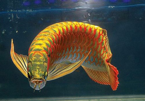 紅龍魚(yú)品種分類圖，紅龍魚(yú)品種分類圖，紅龍魚(yú)品種鑒別方法，