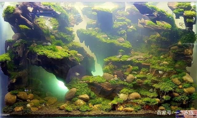 魚缸造景 作品，魚缸造景新手指南 龍魚百科 第1張