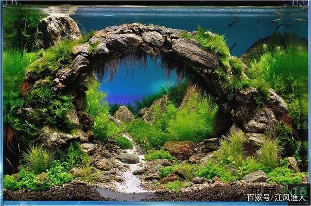 魚缸造景 作品，魚缸造景新手指南 龍魚百科 第4張