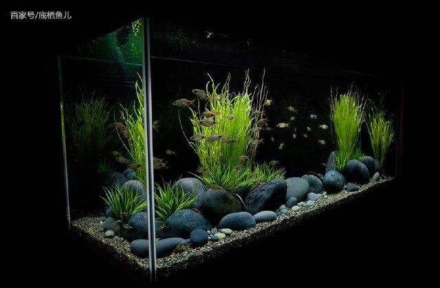 魚缸造景 作品，魚缸造景新手指南 龍魚百科 第5張