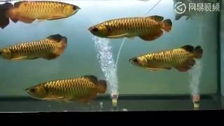 紅龍魚冠軍視頻，紅龍魚冠軍視頻展示了一種觀賞魚其特點是鮮艷的紅色鱗片和強壯的身體