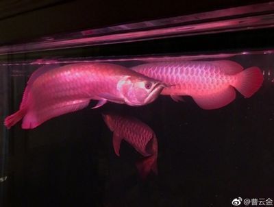 紅龍魚傾斜著游怎么辦，紅龍魚傾斜游動可能由多種原因引起的傾斜游動可能由多種原因引起 龍魚百科 第4張