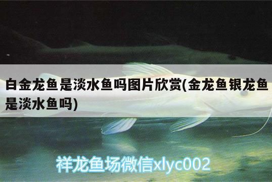 白金龍魚是淡水魚嗎，白金龍魚是淡水魚嗎，白金龍魚的市場價格 龍魚百科 第2張