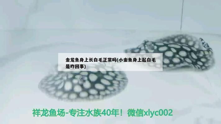 龍魚吃魚苗嗎，關(guān)于龍魚吃魚苗的問題 水族問答 第2張