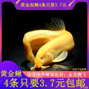 最小金龍魚苗價(jià)格