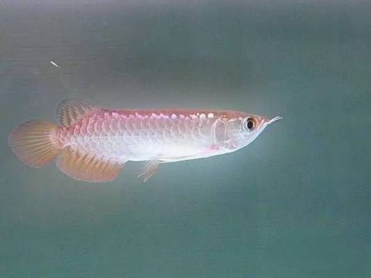 蒙陰縣魚樂圈水族館，山東省臨沂市蒙陰縣魚樂圈水族館 全國觀賞魚市場