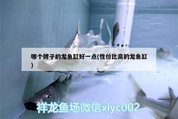 龍魚缸什么牌子性價比高，性價比高的龍魚缸品牌有哪些 龍魚百科 第4張