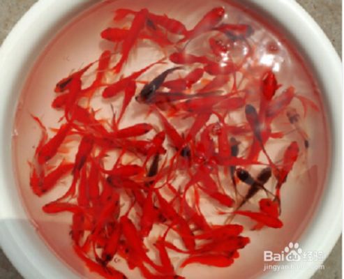 魚(yú)缸最容易養(yǎng)活的淡水魚(yú)，如何養(yǎng)護(hù)孔雀魚(yú)提高壽命 龍魚(yú)百科 第3張