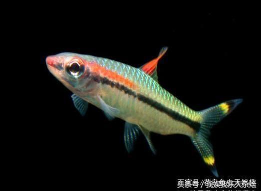 魚(yú)缸最容易養(yǎng)活的淡水魚(yú)，如何養(yǎng)護(hù)孔雀魚(yú)提高壽命 龍魚(yú)百科 第6張