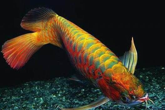 金龍魚(yú)體型大還是紅魚(yú)體型大，金龍魚(yú)和紅魚(yú)的體型大小存在差異嗎？