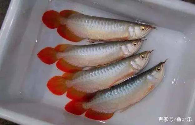 紅龍魚(yú)如何挑選品種圖解，如何挑選紅龍魚(yú)品種 龍魚(yú)百科 第4張