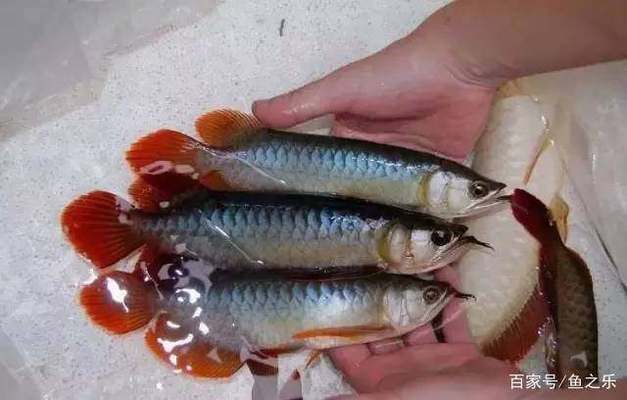 紅龍魚(yú)如何挑選品種圖解，如何挑選紅龍魚(yú)品種 龍魚(yú)百科 第5張