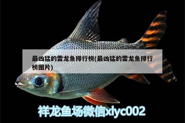 最兇的中型雷龍魚叫什么，