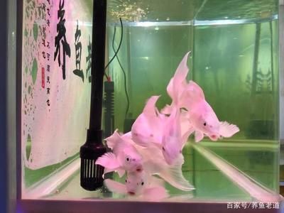 如何改善大白鯊魚苗的水質(zhì)，大白鯊魚苗的水質(zhì)對其健康和成長至關(guān)重要