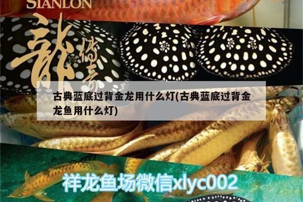 古典過背金龍魚用什么燈光好看呢，古典過背金龍魚燈光選擇