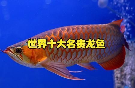 高端龍魚配魚，高端龍魚的配魚技術 龍魚百科 第5張