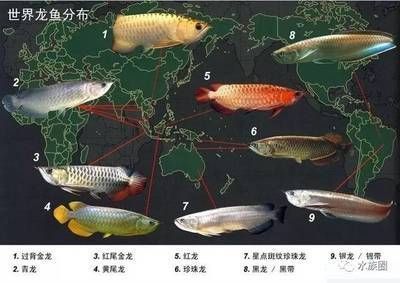 紅龍魚鰭斷了能再生嗎