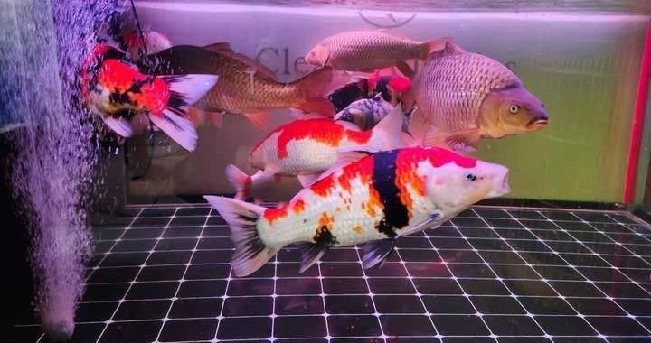 金龍魚專用燈，如何正確使用金龍魚專用燈？ 水族問答