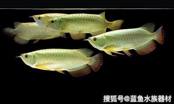 龍魚改食方法圖解，龍魚改食方法圖解， 龍魚百科 第2張