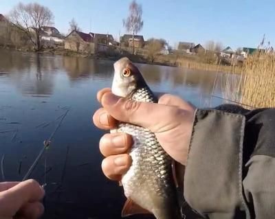 釣紅龍魚用什么餌好釣?zāi)兀t龍魚餌料自制方法，紅龍魚餌料保存技巧