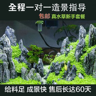 龍魚漁場四大品牌是什么牌子的，龍魚漁場的四大品牌中，哪一個品牌的龍魚更容易適應家庭環(huán)境？