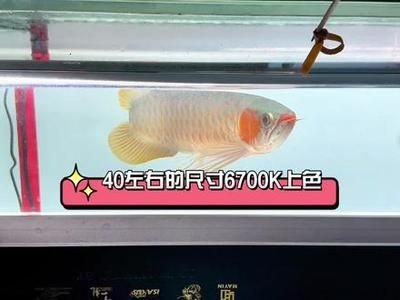 龍魚上色燈原放在什么位置更好，關于龍魚上色燈的一些建議