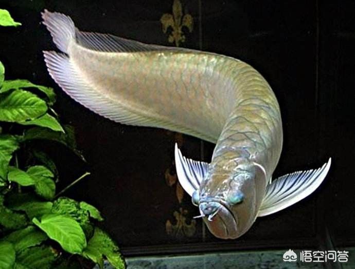 哪種銀龍魚(yú)好看又好養(yǎng)，七彩銀龍魚(yú)不僅外觀美麗而且相對(duì)好養(yǎng)而且相對(duì)好養(yǎng) 龍魚(yú)百科 第5張