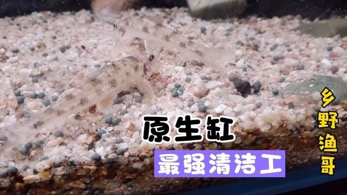 魚缸清潔工叫什么魚，清道夫魚對(duì)水草的影響如何養(yǎng)護(hù)清道夫魚魚缸清潔魚的選擇標(biāo)準(zhǔn) 龍魚百科 第6張