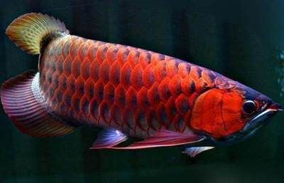 紅龍魚(yú)的特點(diǎn)和生活特征是什么，紅龍魚(yú)風(fēng)水寓意詳解,紅龍魚(yú)繁殖成功率提高方法