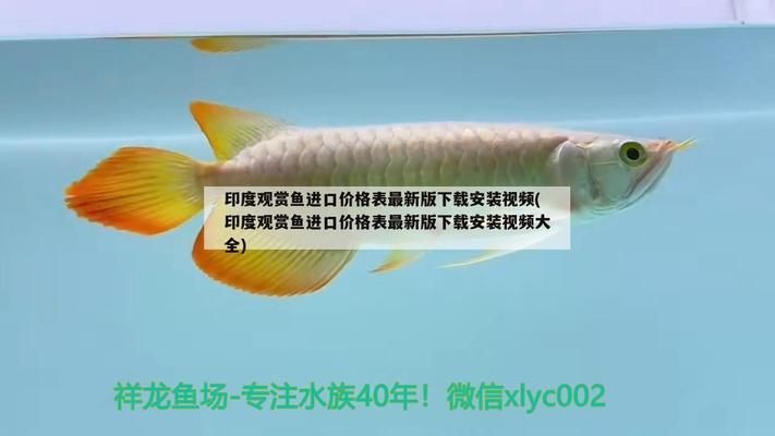 非洲象鼻魚的自我保護機制，非洲象鼻魚的生活環(huán)境適應(yīng)性