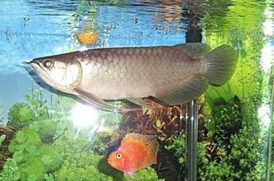 50厘米銀龍魚吃什么飼料最好，喂食銀龍魚有哪些常見的錯誤做法-銀龍魚有哪些常見的錯誤做法