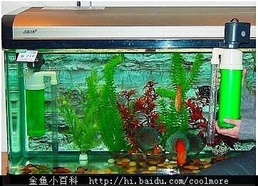 魚缸有不用換水的嗎圖片欣賞，生態(tài)魚缸內(nèi)部結(jié)構(gòu)圖解 龍魚百科 第5張