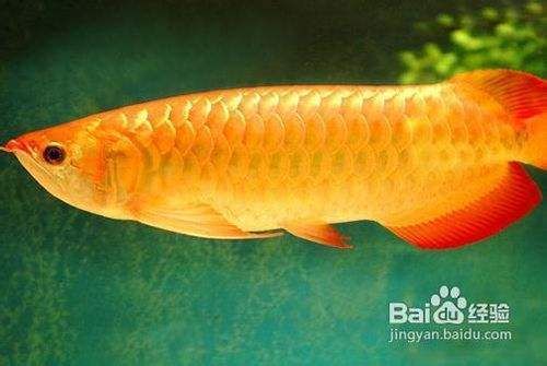 寵物金龍魚(yú)，金龍魚(yú)適宜的水溫范圍 龍魚(yú)百科 第5張