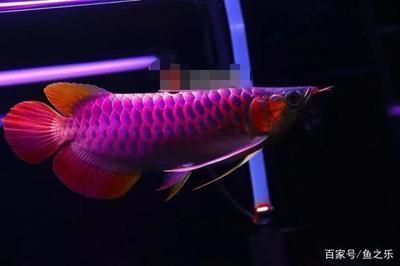 紅龍魚怎么挑選，如何挑選紅龍魚 龍魚百科 第5張